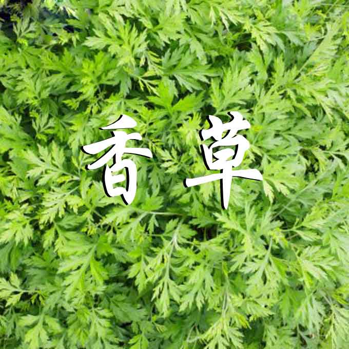 香草香味